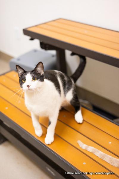 Spot, an adoptable Domestic Short Hair in Parlier, CA, 93648 | Photo Image 3