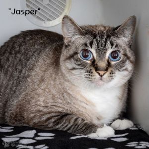 Jasper Domestic Short Hair Cat
