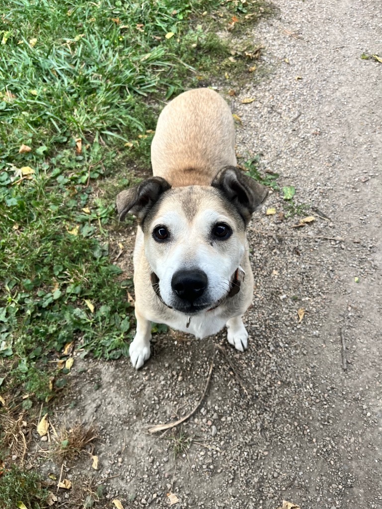 Lady, an adoptable Shepherd, Mixed Breed in Shorewood, IL, 60431 | Photo Image 1