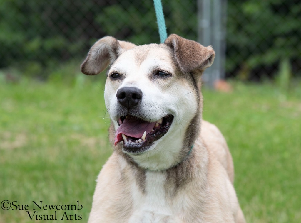 Lady, an adoptable Shepherd, Mixed Breed in Shorewood, IL, 60431 | Photo Image 2