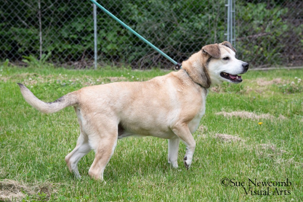 Lady, an adoptable Shepherd, Mixed Breed in Shorewood, IL, 60431 | Photo Image 4