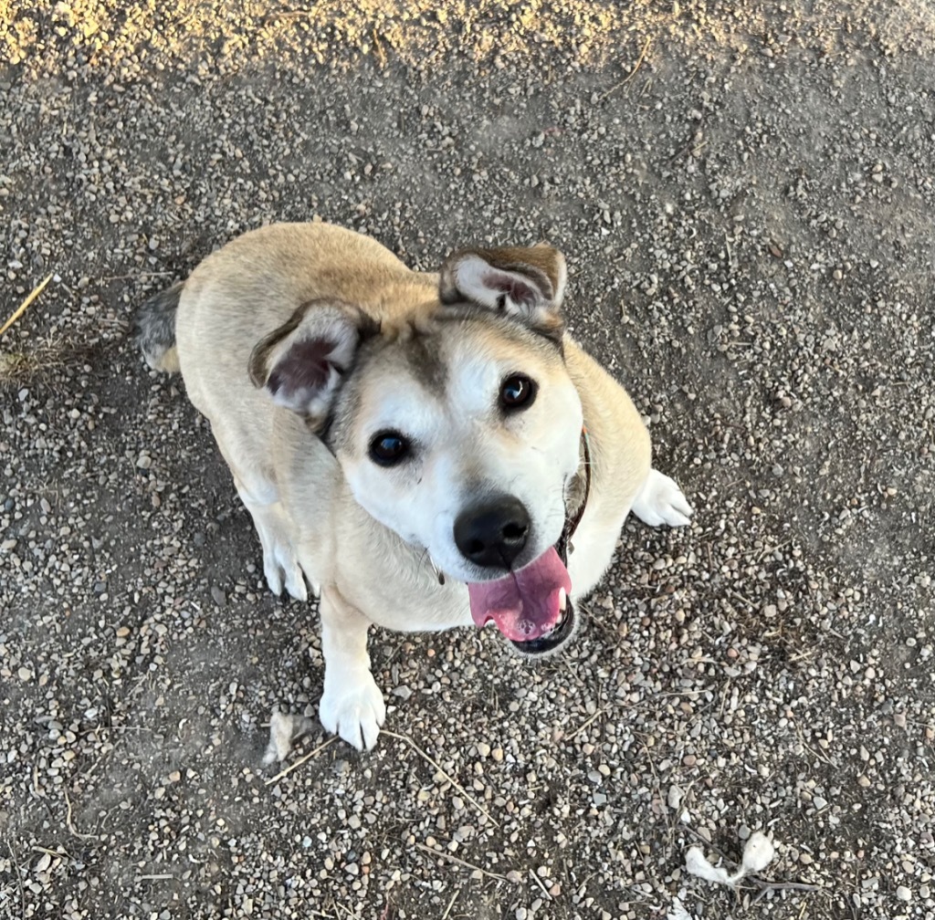 Lady, an adoptable Shepherd, Mixed Breed in Shorewood, IL, 60431 | Photo Image 5