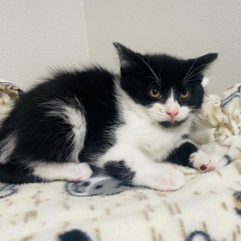 Chipotle, an adoptable Domestic Long Hair in Great Falls, MT, 59404 | Photo Image 1