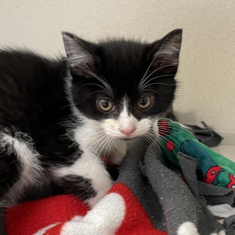 Chipotle, an adoptable Domestic Long Hair in Great Falls, MT, 59404 | Photo Image 2