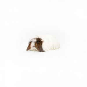 Fabio Guinea Pig Small & Furry