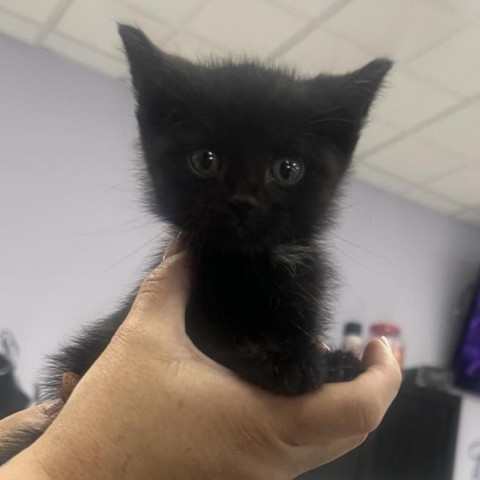 Jimmo, an adoptable Domestic Short Hair in Garden City, KS, 67846 | Photo Image 1