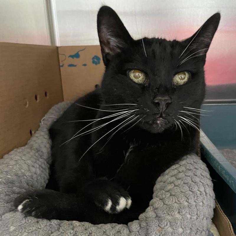 Muffin, an adoptable Domestic Short Hair in Warrenton, OR, 97146 | Photo Image 1