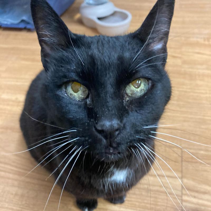 Muffin, an adoptable Domestic Short Hair in Warrenton, OR, 97146 | Photo Image 1