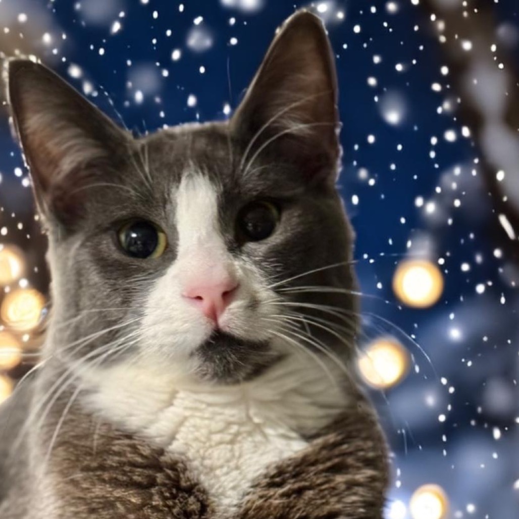Doug Dimmadome, an adoptable Domestic Short Hair in Redwood Valley, CA, 95470 | Photo Image 1