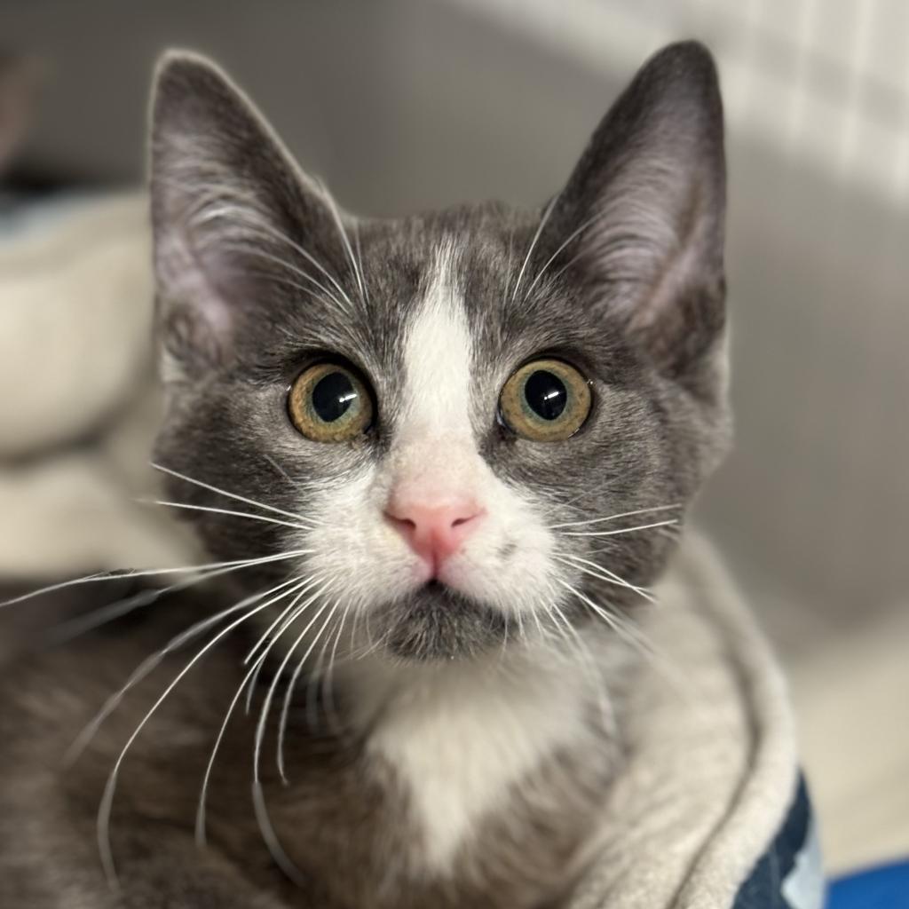 Doug Dimmadome, an adoptable Domestic Short Hair in Redwood Valley, CA, 95470 | Photo Image 2