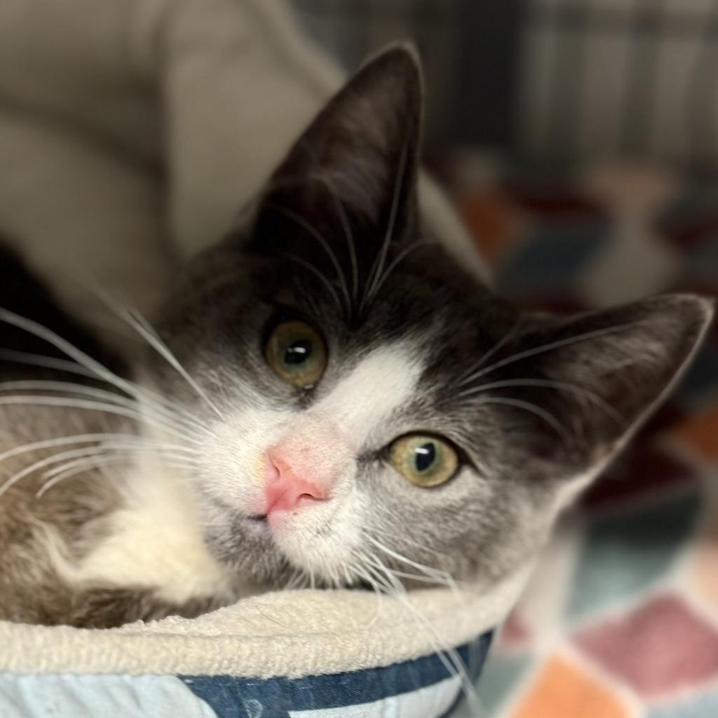 Doug Dimmadome, an adoptable Domestic Short Hair in Redwood Valley, CA, 95470 | Photo Image 4