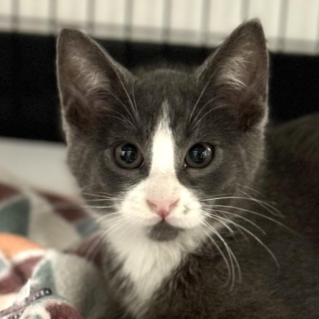 Doug Dimmadome, an adoptable Domestic Short Hair in Redwood Valley, CA, 95470 | Photo Image 5