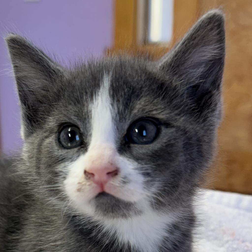 Doug Dimmadome, an adoptable Domestic Short Hair in Redwood Valley, CA, 95470 | Photo Image 6
