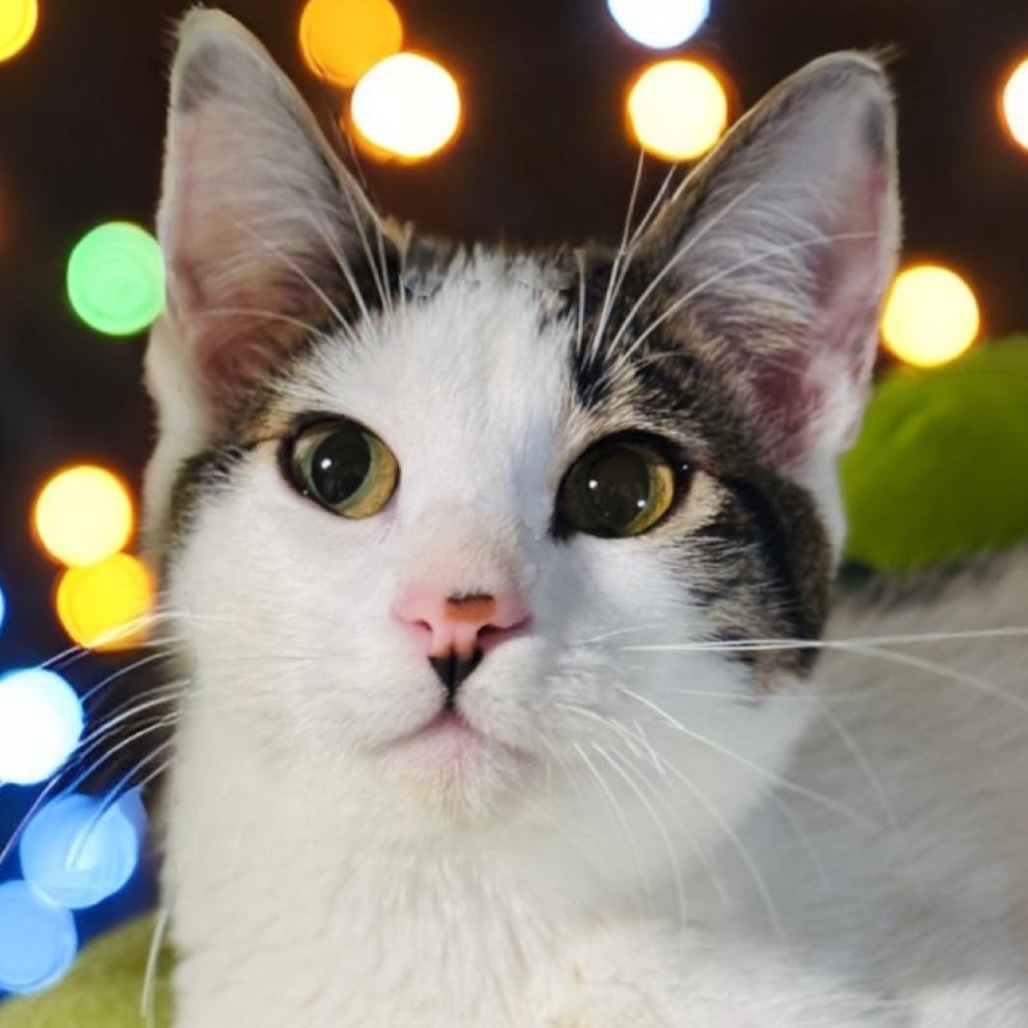 Tiberius Stormwind, an adoptable Domestic Short Hair in Redwood Valley, CA, 95470 | Photo Image 1
