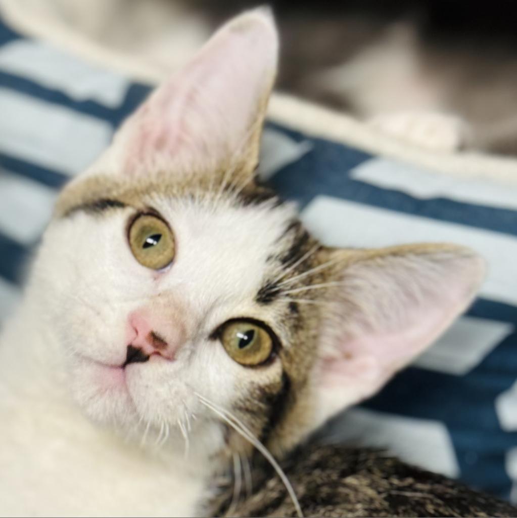 Tiberius Stormwind, an adoptable Domestic Short Hair in Redwood Valley, CA, 95470 | Photo Image 2