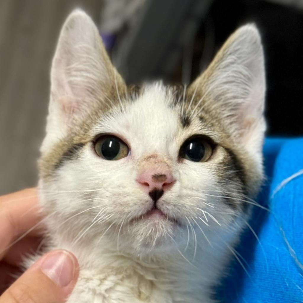 Tiberius Stormwind, an adoptable Domestic Short Hair in Redwood Valley, CA, 95470 | Photo Image 4