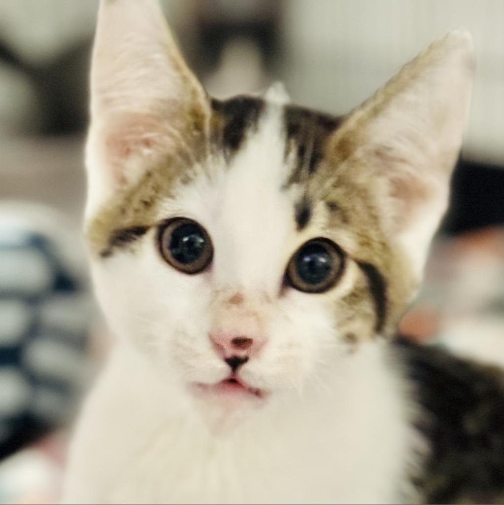 Tiberius Stormwind, an adoptable Domestic Short Hair in Redwood Valley, CA, 95470 | Photo Image 6