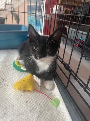 Rey is a handsome male tuxedo who loves his toys and playtime with his siblings Rey would do best w