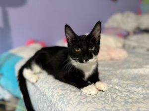 Rey is a handsome tuxedo who loves his toys and playtime Rey and his brother Remy born 31524 ha