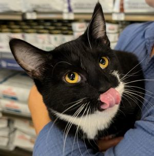 Rey is a big handsome tuxedo who loves his toys and playtime Rey is a little shy when you first