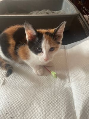 Rose is a sweet calico who loves her playtime with siblings She would enjoy another kitty companion