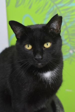 Gaston, Adult Male unknown