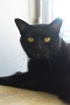 Gaston photo 3