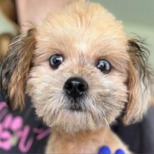 Meet Biscoff an adorable 4-month-old Yorkie mix with a lively personality and a lot of love to give