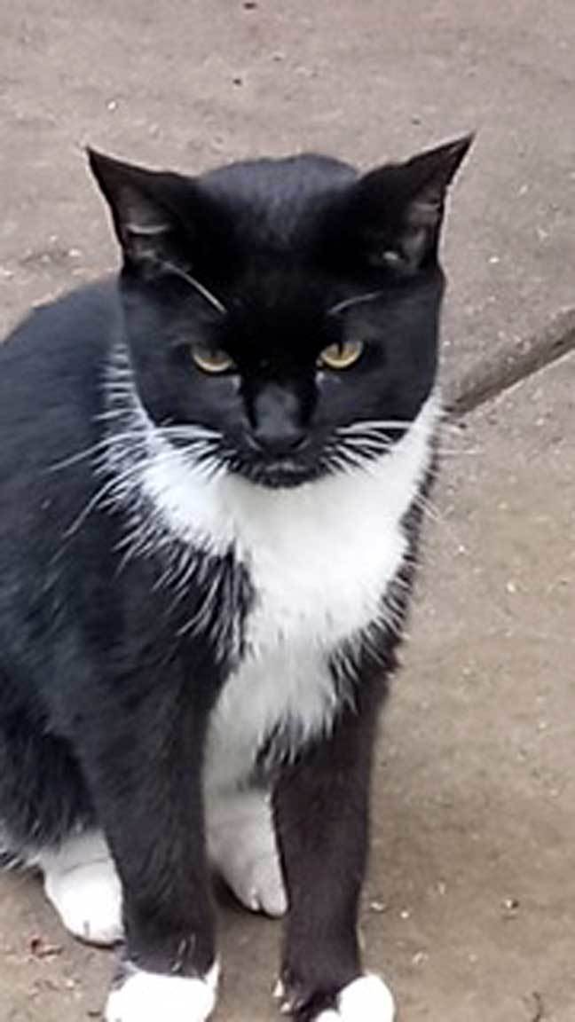 CHIQUITA, an adoptable Domestic Short Hair in Franklin, TN, 37069 | Photo Image 1