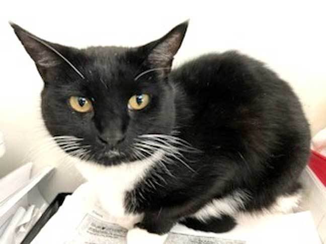 CHIQUITA, an adoptable Domestic Short Hair in Franklin, TN, 37069 | Photo Image 2