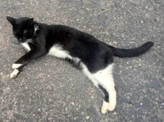 CHIQUITA, an adoptable Domestic Short Hair in Franklin, TN, 37069 | Photo Image 3