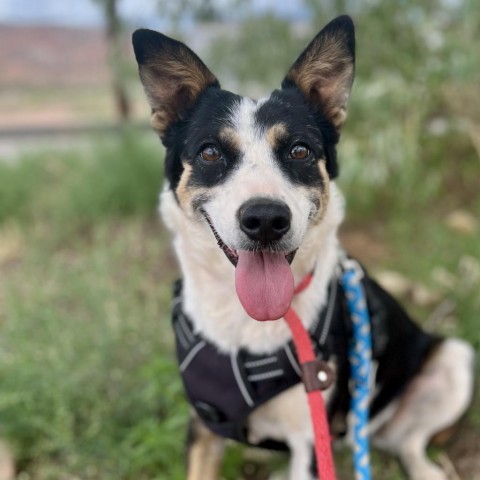 Randie, an adoptable Mixed Breed in Moab, UT, 84532 | Photo Image 1