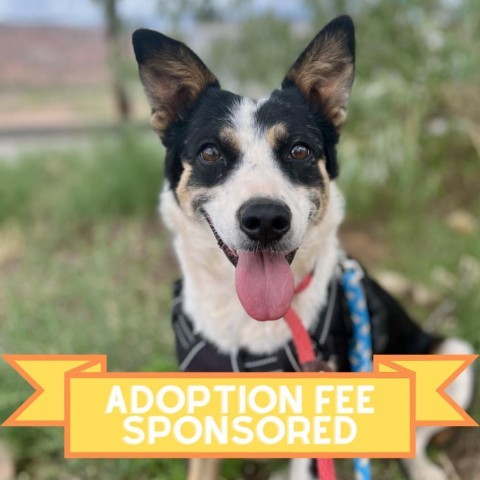 Randie, an adoptable Mixed Breed in Moab, UT, 84532 | Photo Image 1