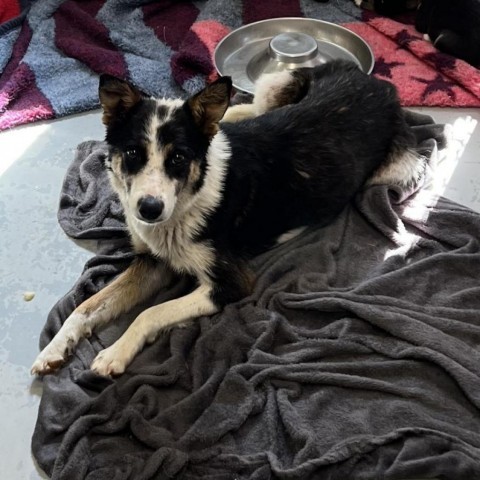 Randie, an adoptable Mixed Breed in Moab, UT, 84532 | Photo Image 2