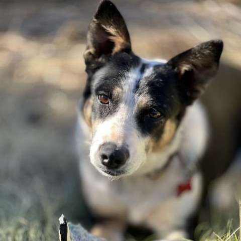 Randie, an adoptable Mixed Breed in Moab, UT, 84532 | Photo Image 2