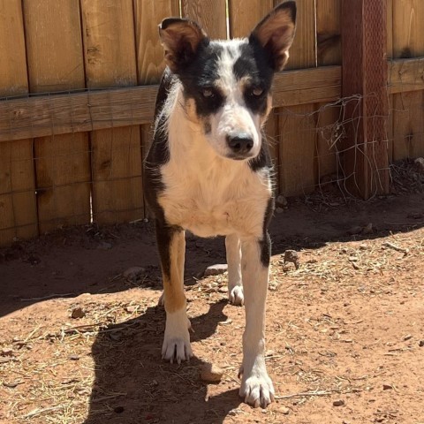 Randie, an adoptable Mixed Breed in Moab, UT, 84532 | Photo Image 3