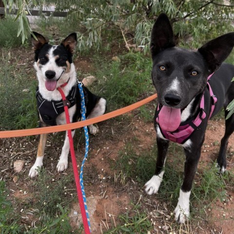 Randie, an adoptable Mixed Breed in Moab, UT, 84532 | Photo Image 3