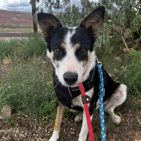 Randie, an adoptable Mixed Breed in Moab, UT, 84532 | Photo Image 4