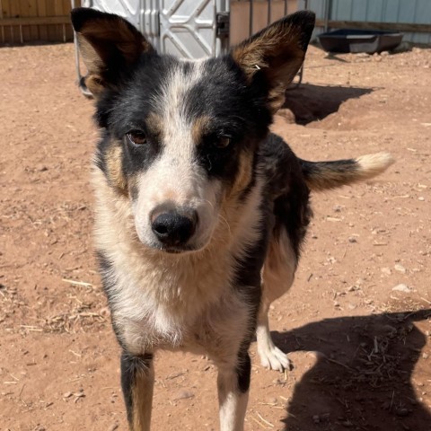 Randie, an adoptable Mixed Breed in Moab, UT, 84532 | Photo Image 6