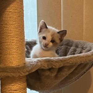 Introducing Nairobi a sweet and spirited kitten ready to light up your life This little one is bur