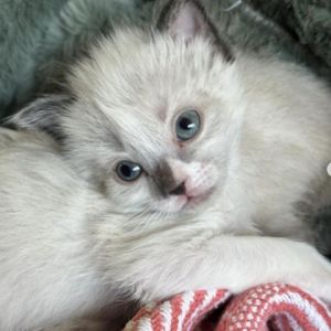 Harriet Siamese Cat