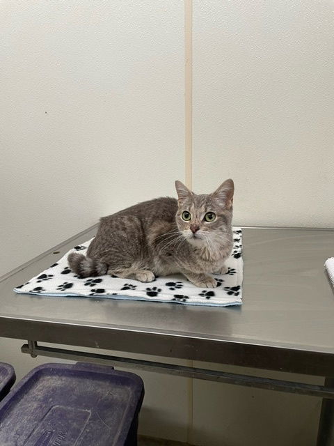 Flower - Young Gray Tabby in foster care, an adoptable Domestic Short Hair in Mitchell, SD, 57301 | Photo Image 1