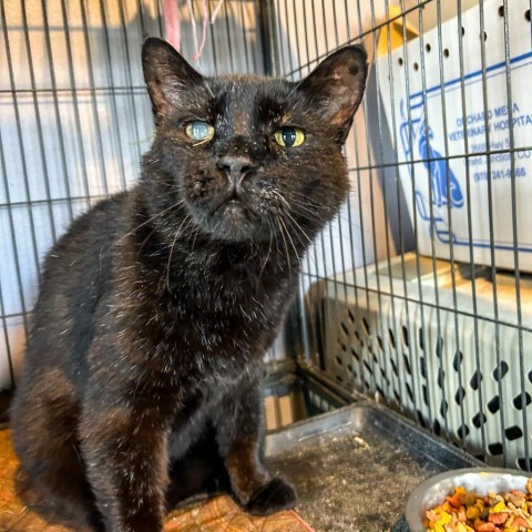 Mystic, an adoptable American Shorthair in Grand Junction, CO, 81505 | Photo Image 1