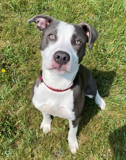 Penny Blue, an adoptable Pit Bull Terrier, Mixed Breed in Willmar, MN, 56201 | Photo Image 1