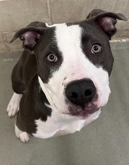 Penny Blue, an adoptable Pit Bull Terrier, Mixed Breed in Willmar, MN, 56201 | Photo Image 2