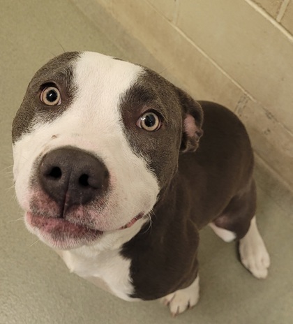 Penny Blue, an adoptable Pit Bull Terrier, Mixed Breed in Willmar, MN, 56201 | Photo Image 3