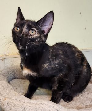 Imogen, Young Female Domestic Short Hair