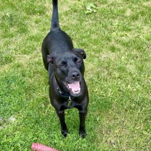 Leena is full of energy and loves to play ball and tug She is housebroken and can be left in
