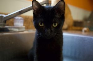 Wolfman, Young Male American Shorthair
