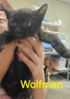 Wolfman photo 2